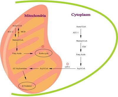 A case of malonyl coenzyme A decarboxylase deficiency with novel mutations and literature review